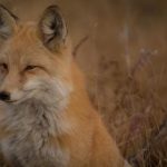 002号彩票最新开奖公告及中奖详情公布 4dwxgfc5